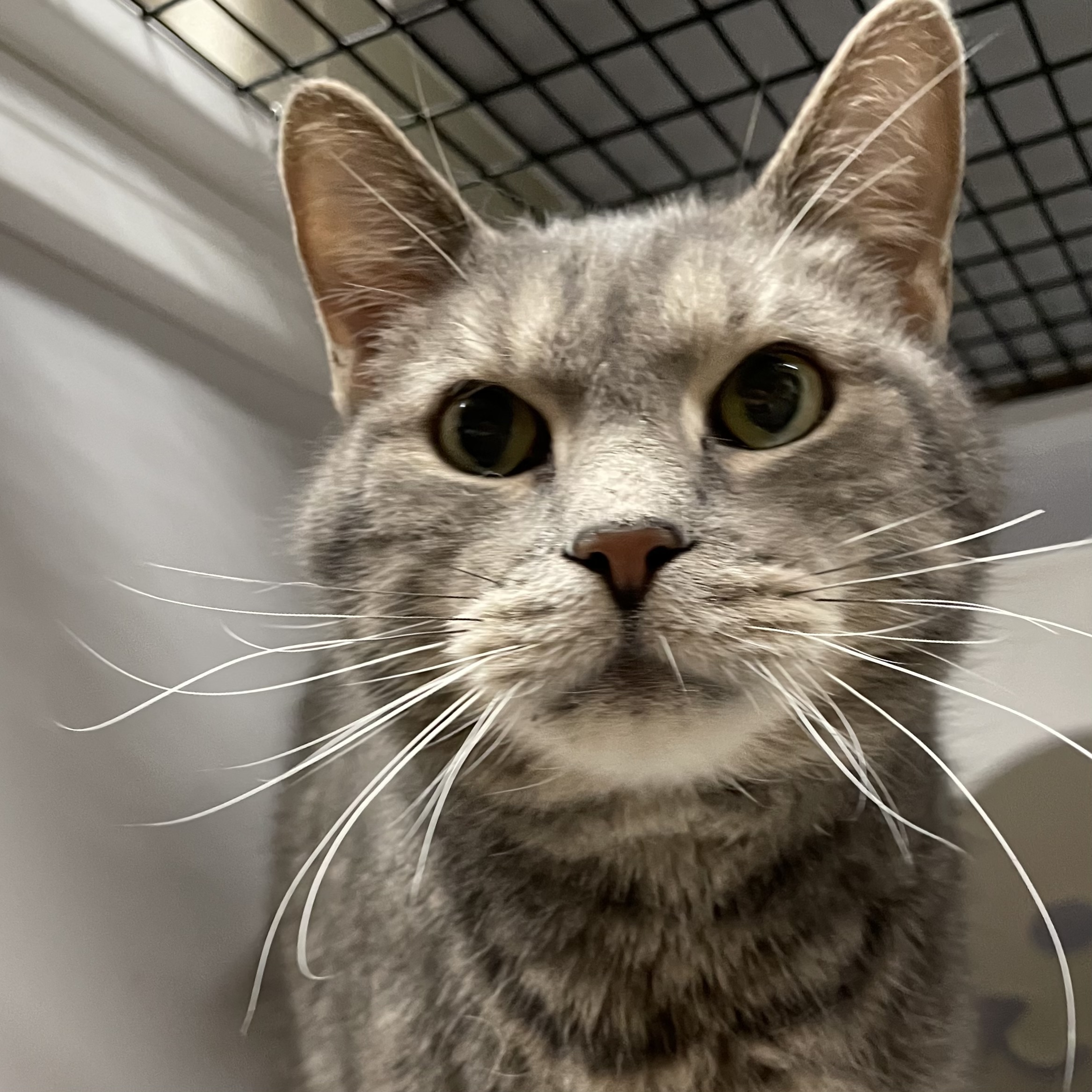 Bambino, an adoptable Domestic Short Hair in Santa Fe, NM, 87501 | Photo Image 2