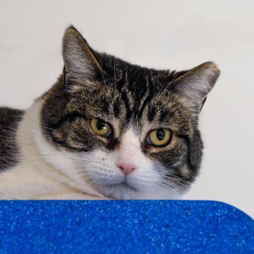 Topper, an adoptable Domestic Short Hair in Santa Fe, NM, 87501 | Photo Image 1