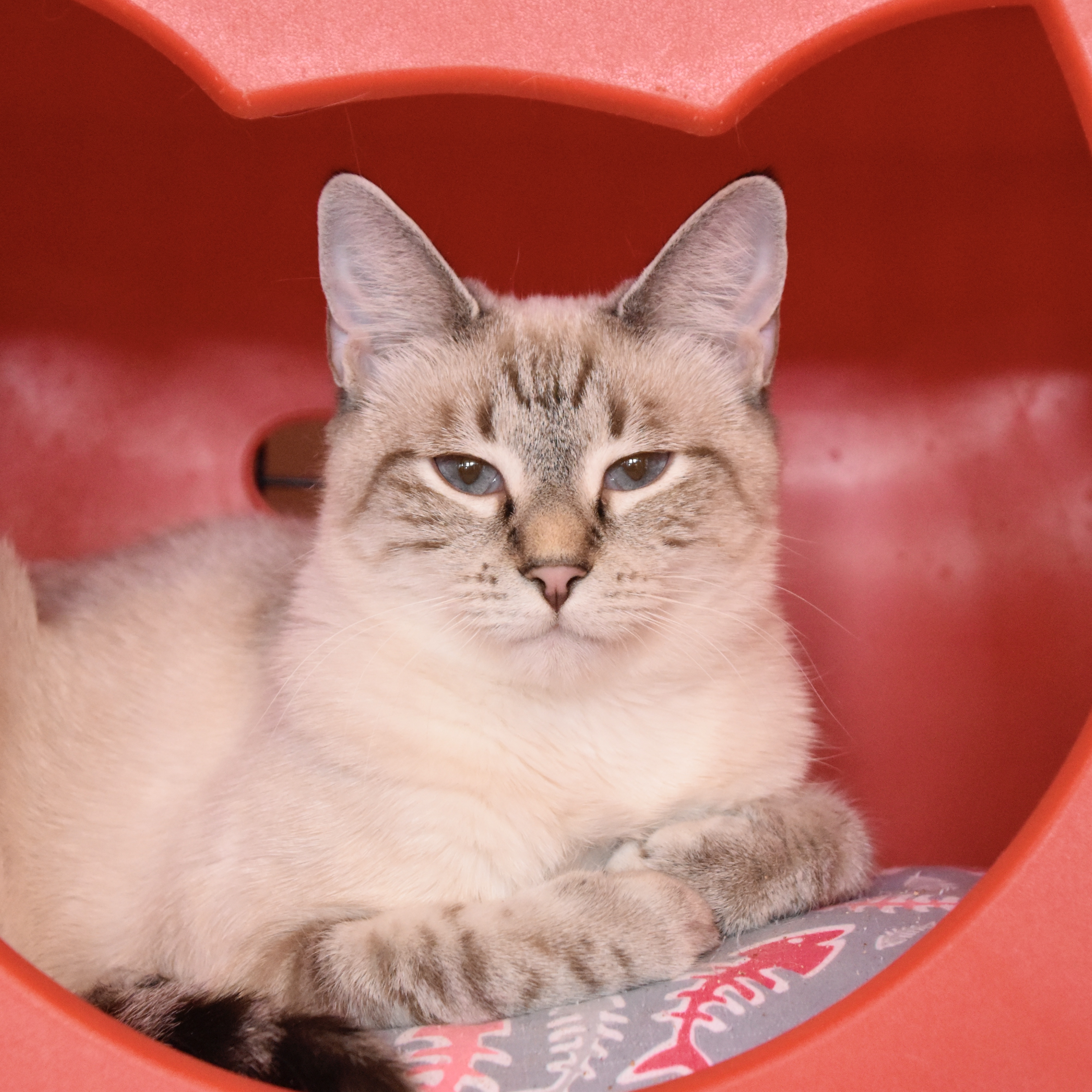 Roseann, an adoptable Oriental Short Hair, Siamese in Santa Fe, NM, 87501 | Photo Image 1