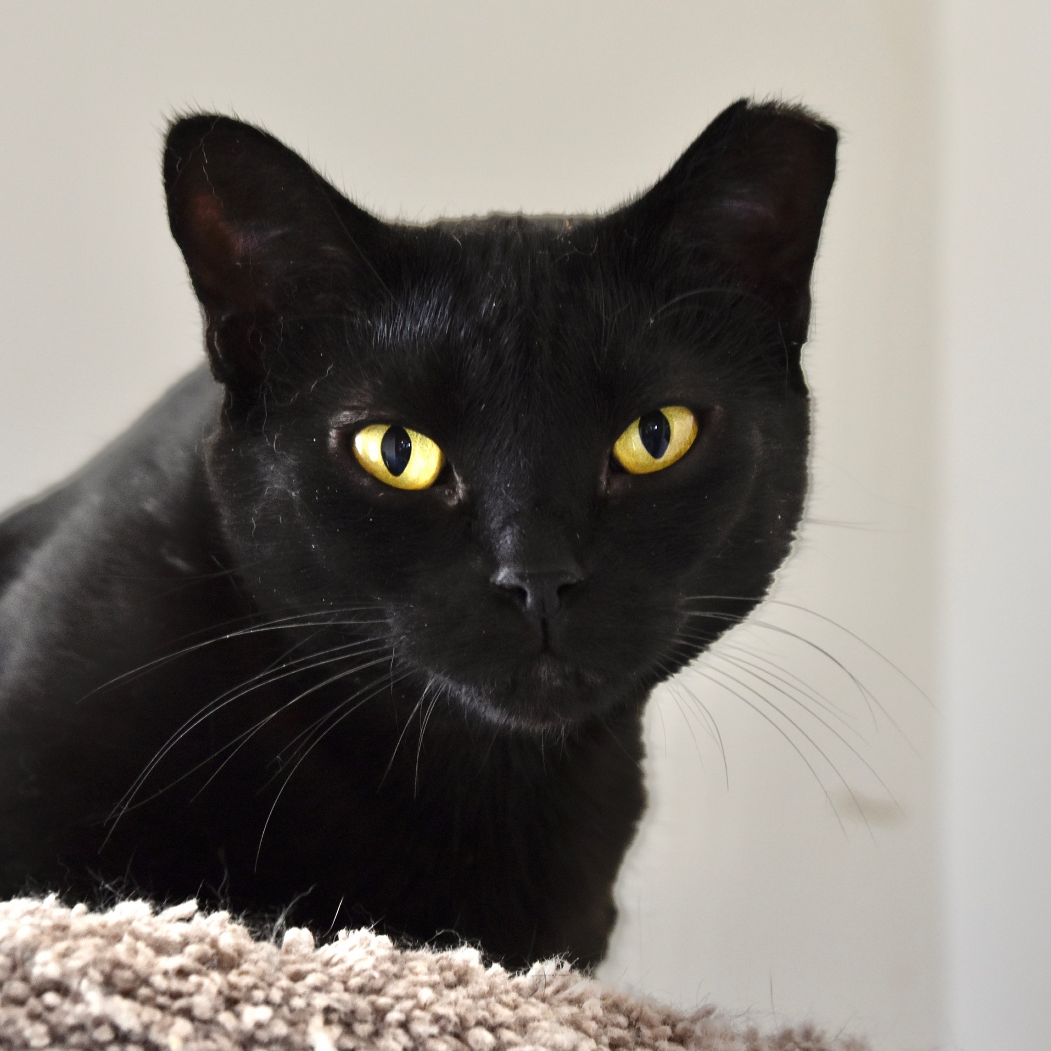 Dot (El Medio 2), an adoptable Domestic Short Hair in Santa Fe, NM, 87501 | Photo Image 1