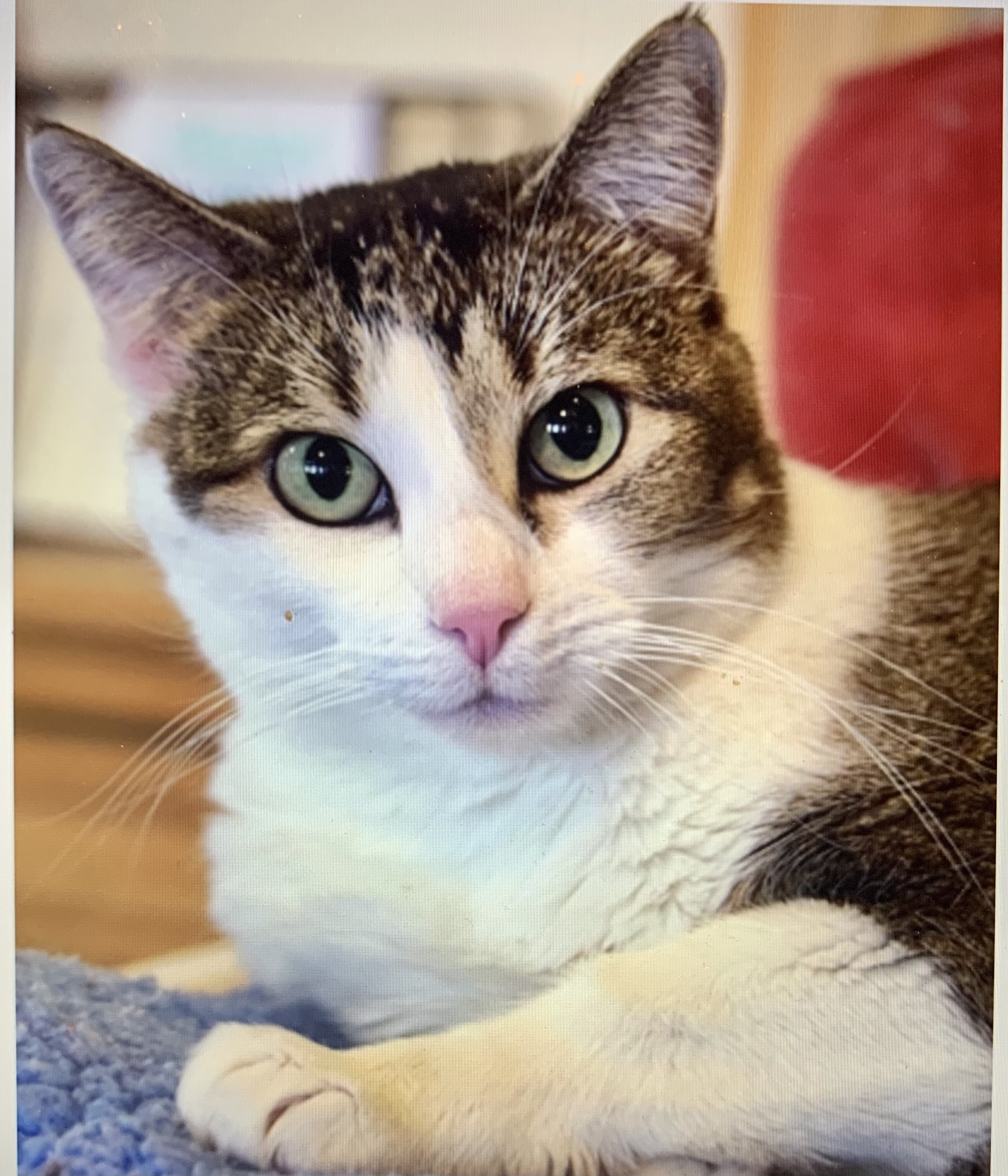 Nina [Permanent Foster], an adoptable Domestic Short Hair in Santa Fe, NM, 87501 | Photo Image 1