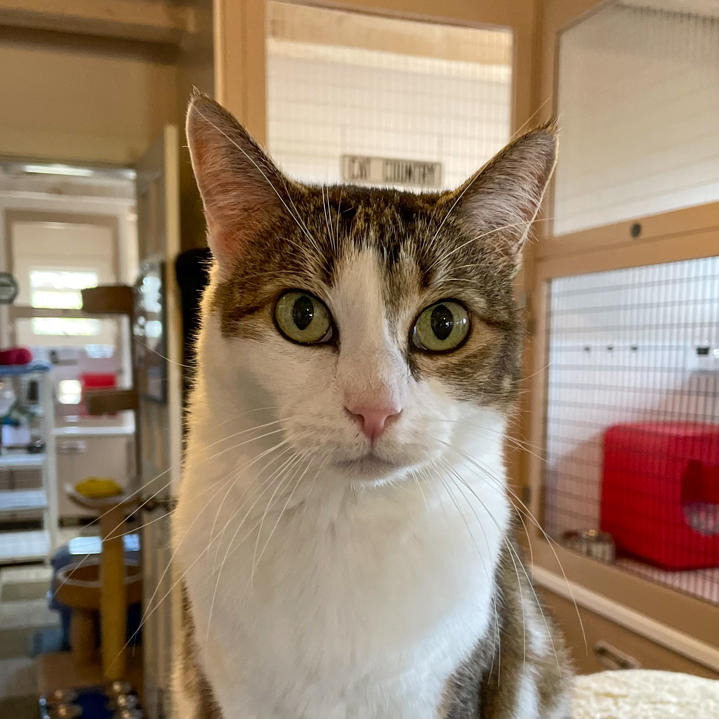 Nina [Permanent Foster], an adoptable Domestic Short Hair in Santa Fe, NM, 87501 | Photo Image 2