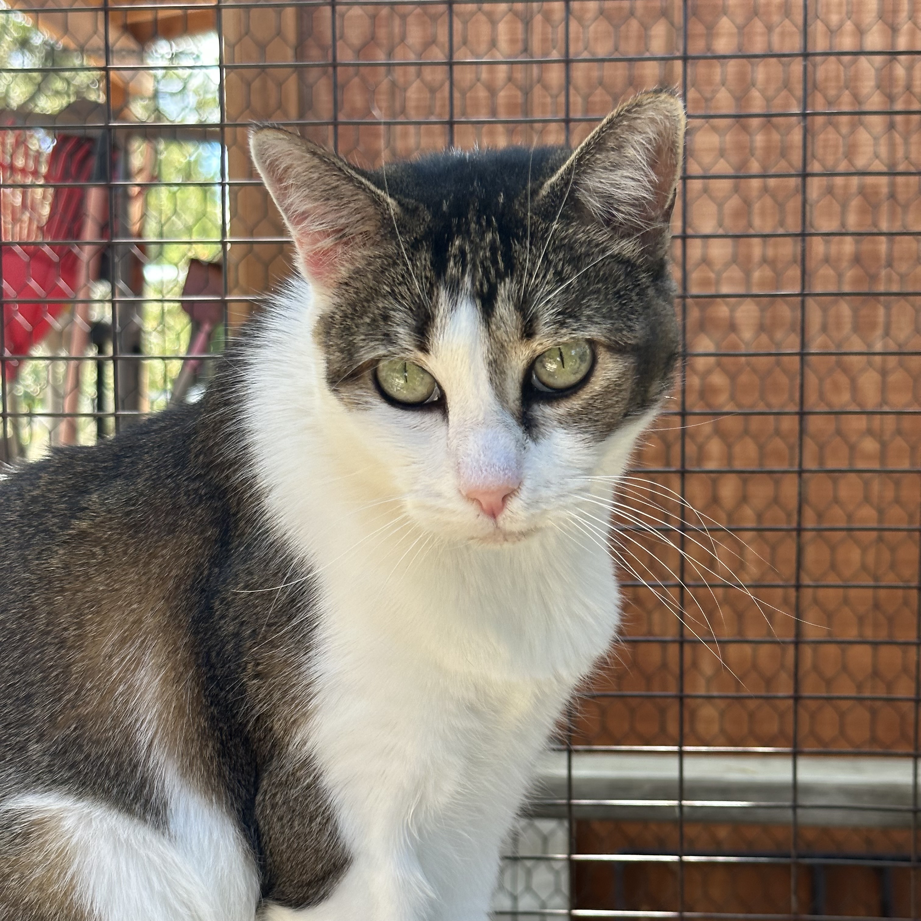 Nina [Permanent Foster], an adoptable Domestic Short Hair in Santa Fe, NM, 87501 | Photo Image 4