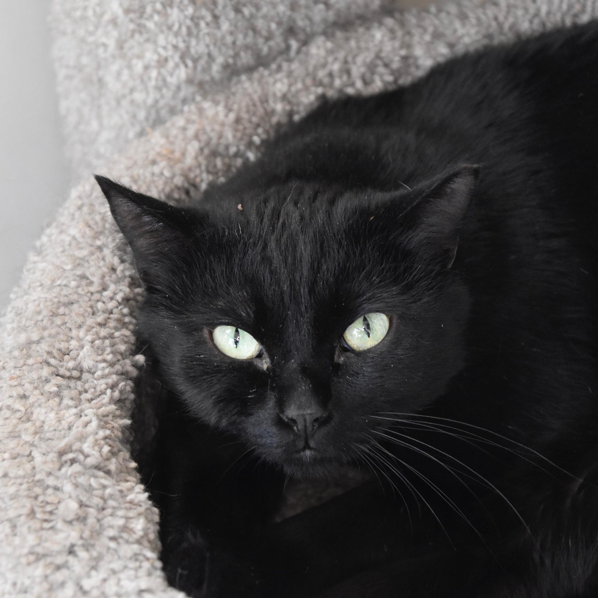 Wacko (El Medio 3), an adoptable Domestic Short Hair in Santa Fe, NM, 87501 | Photo Image 1