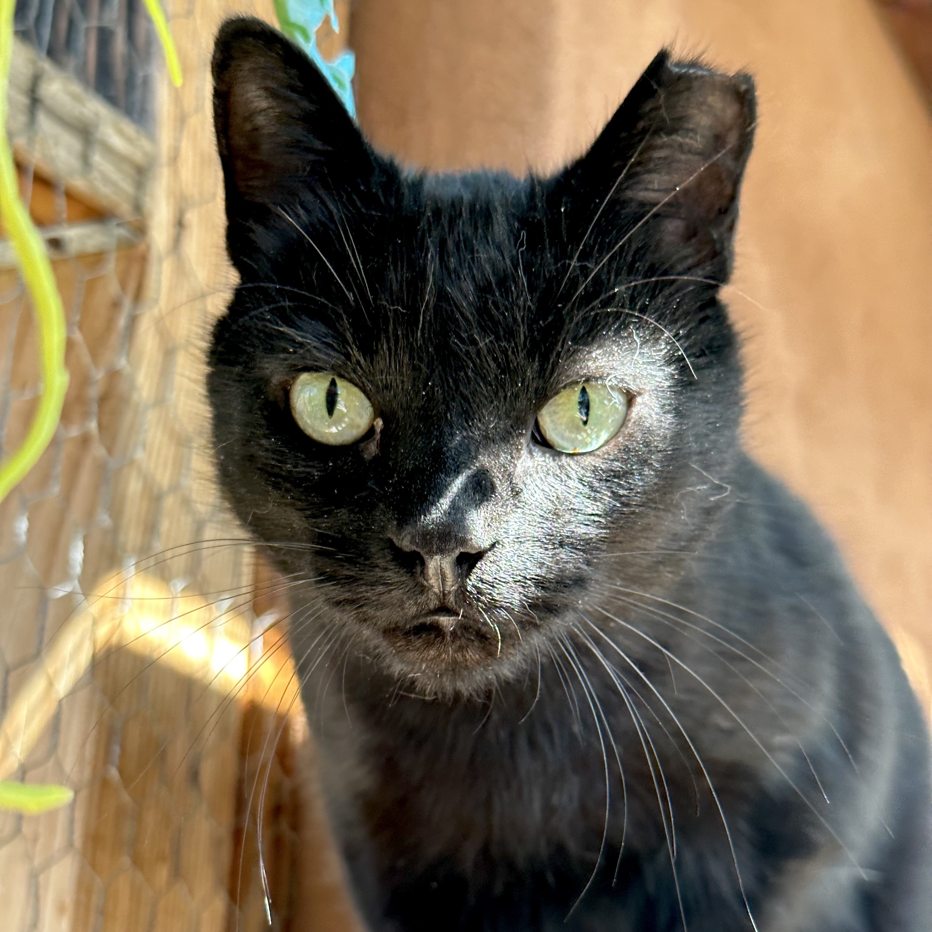 Wacko (El Medio 3), an adoptable Domestic Short Hair in Santa Fe, NM, 87501 | Photo Image 2