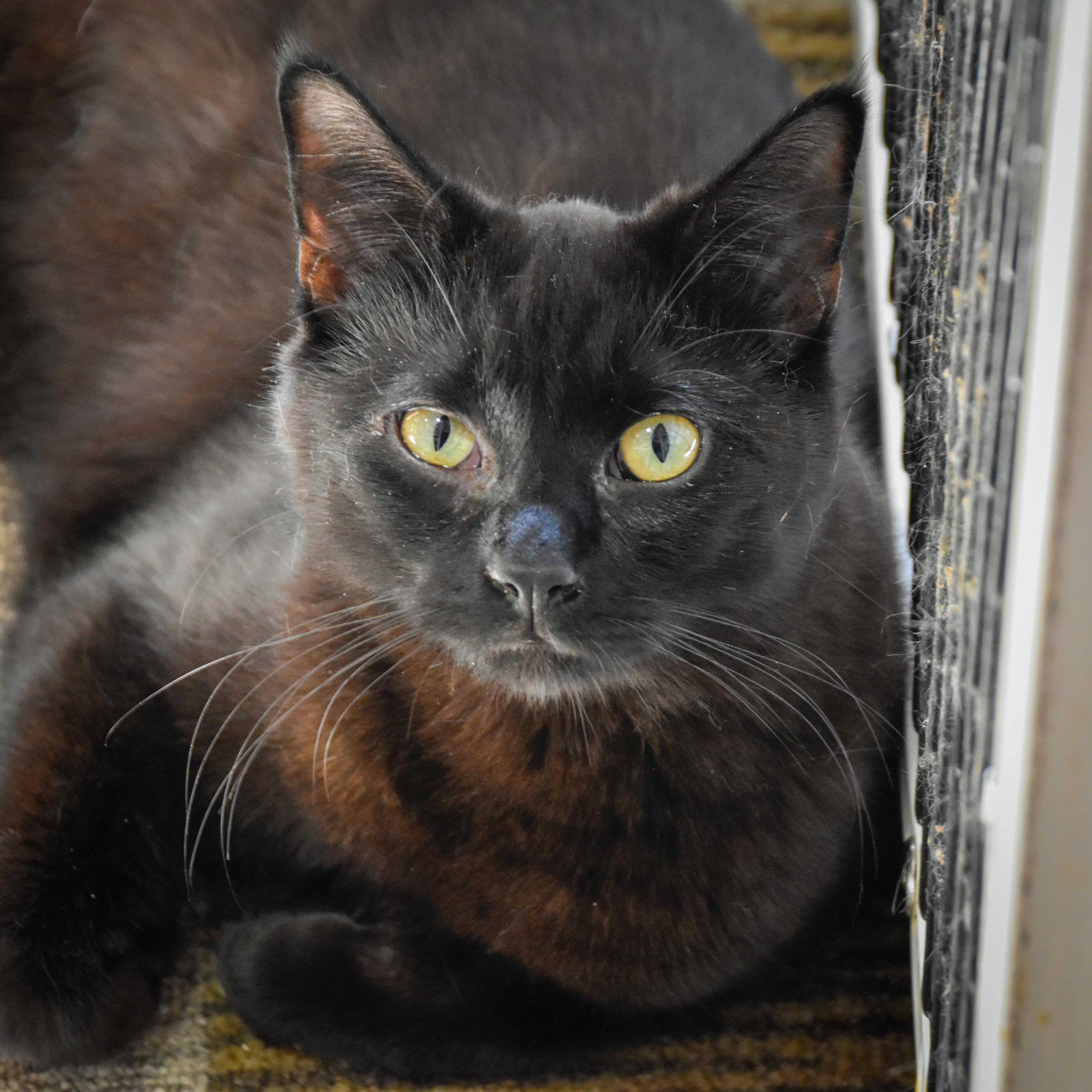 Laguna, an adoptable Domestic Short Hair in Santa Fe, NM, 87501 | Photo Image 2