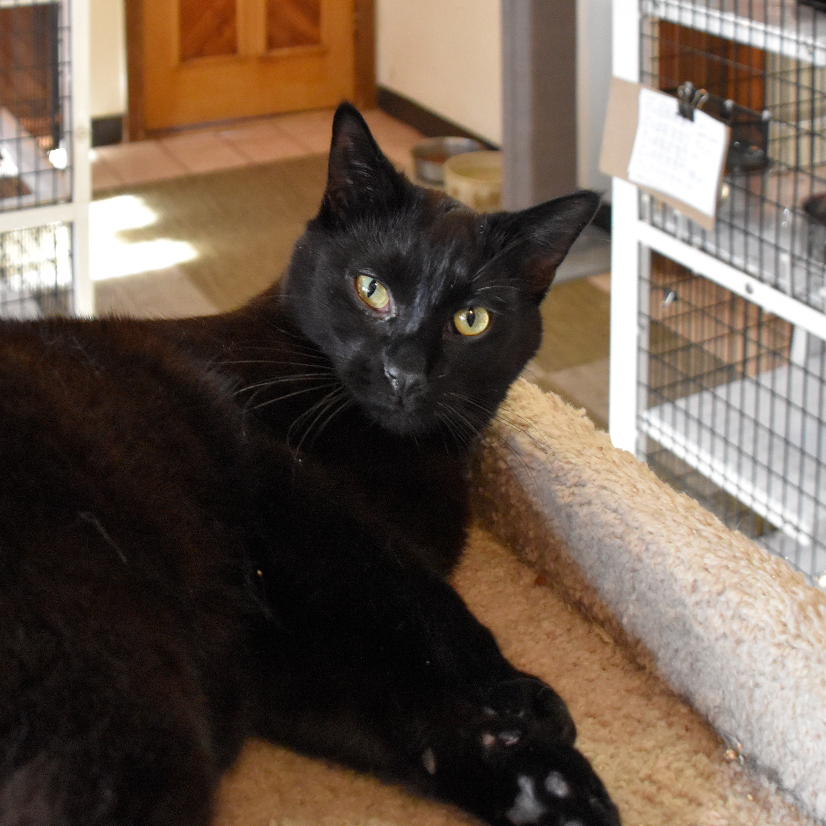 Laguna, an adoptable Domestic Short Hair in Santa Fe, NM, 87501 | Photo Image 3