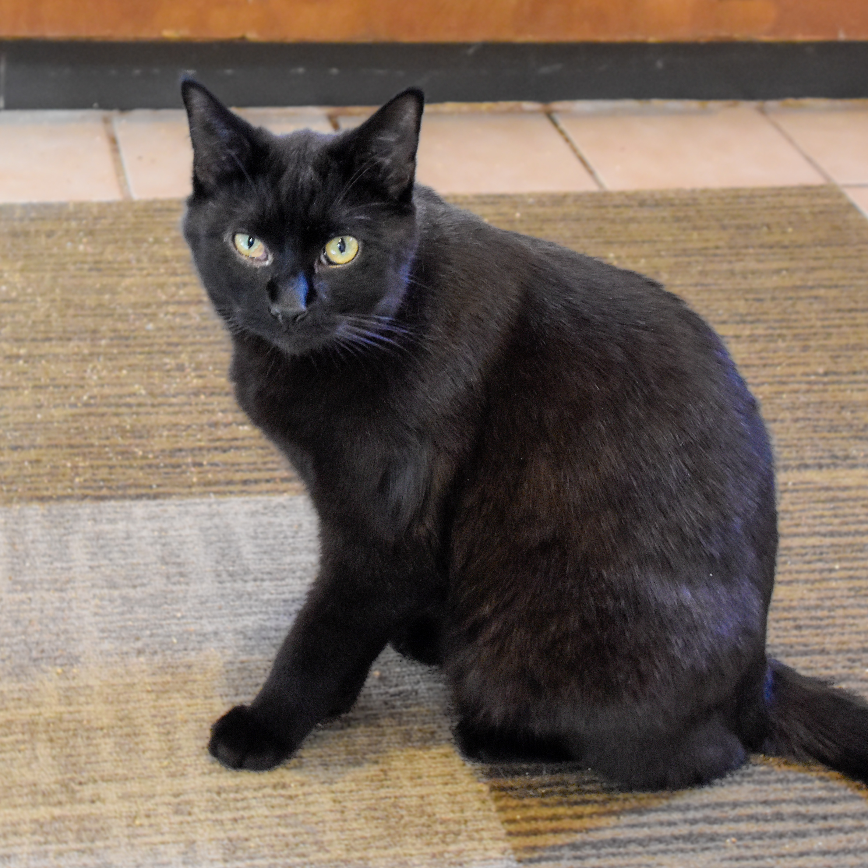 Laguna, an adoptable Domestic Short Hair in Santa Fe, NM, 87501 | Photo Image 4