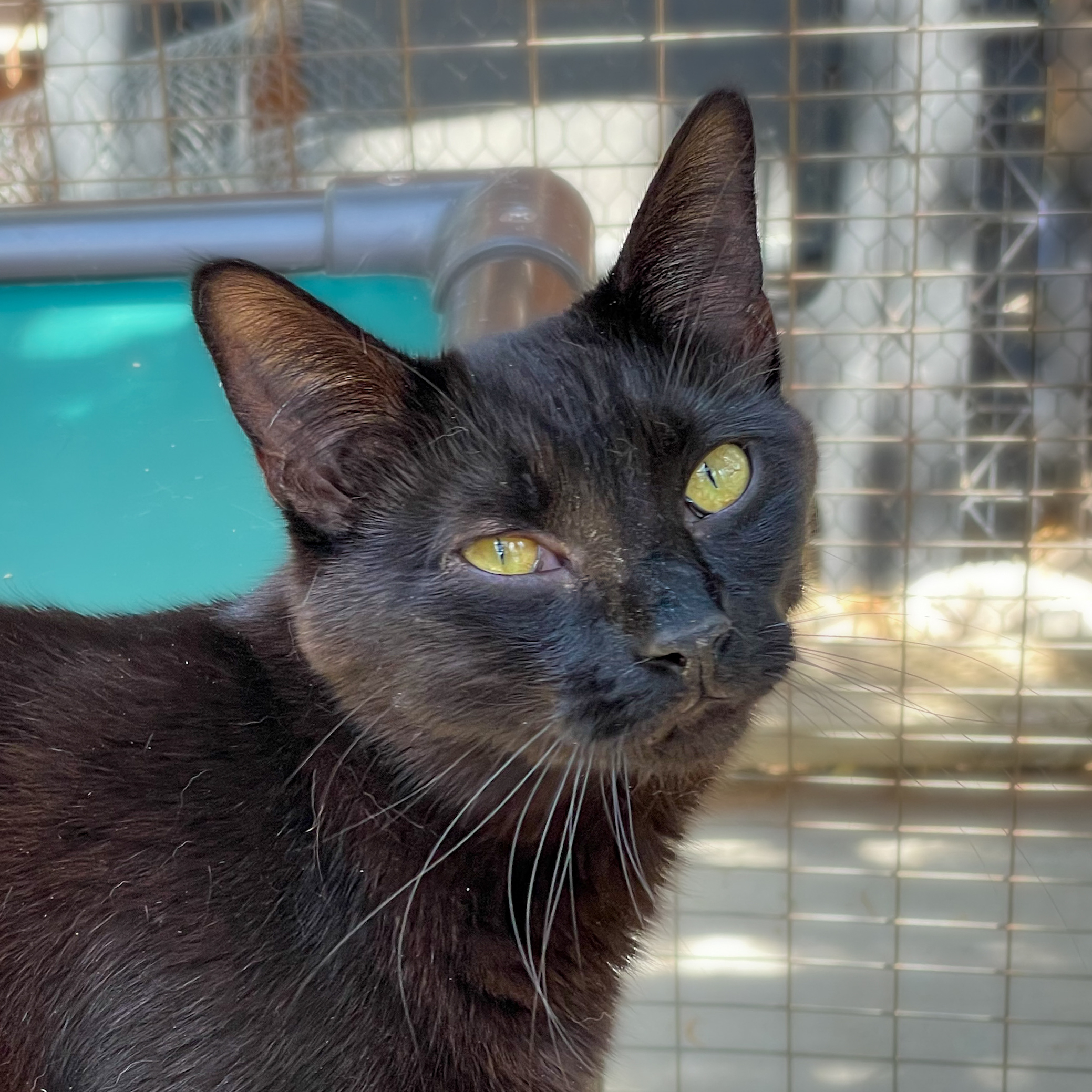 Laguna, an adoptable Domestic Short Hair in Santa Fe, NM, 87501 | Photo Image 5