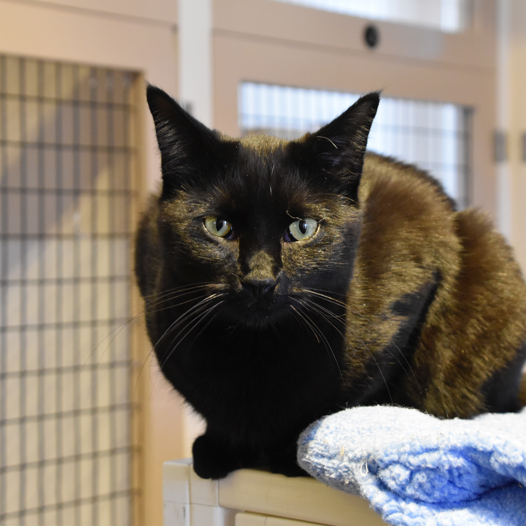 Laguna, an adoptable Domestic Short Hair in Santa Fe, NM, 87501 | Photo Image 1