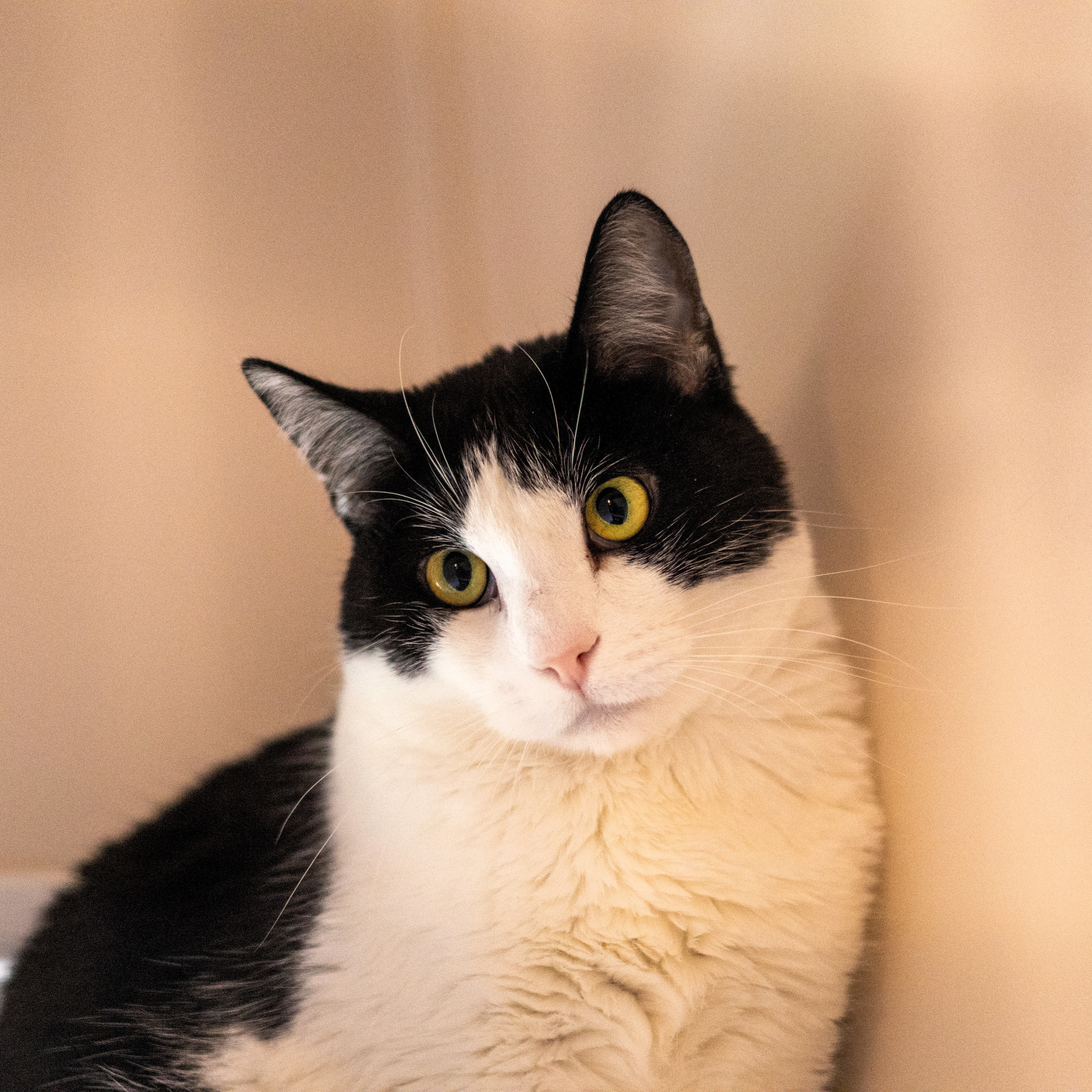 Paddy, an adoptable Domestic Short Hair in Santa Fe, NM, 87501 | Photo Image 1