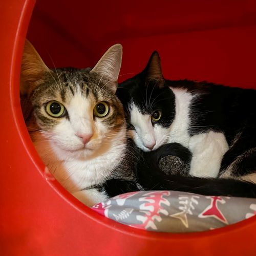 Paddy, an adoptable Domestic Short Hair in Santa Fe, NM, 87501 | Photo Image 3