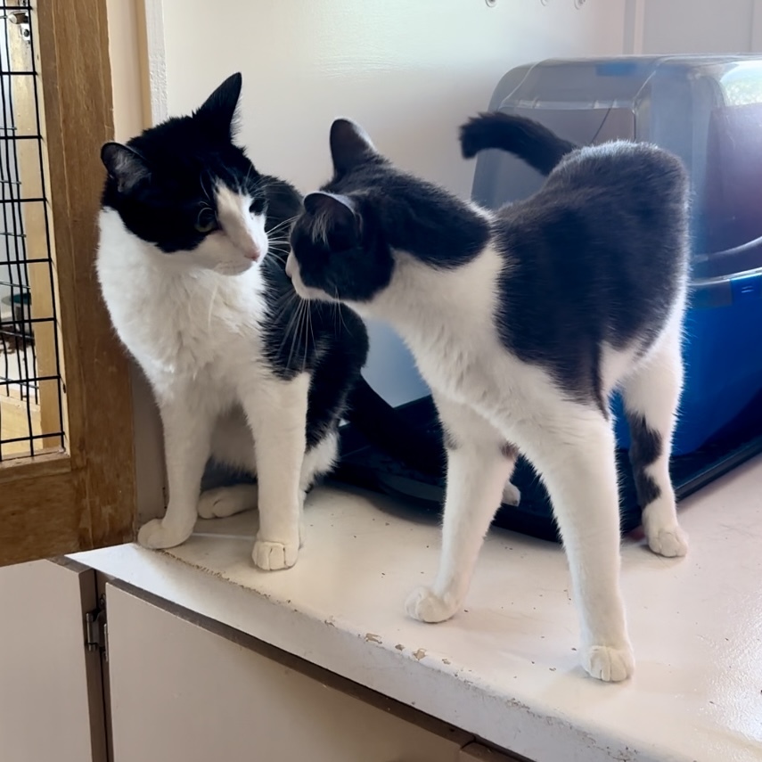 Paddy, an adoptable Domestic Short Hair in Santa Fe, NM, 87501 | Photo Image 5