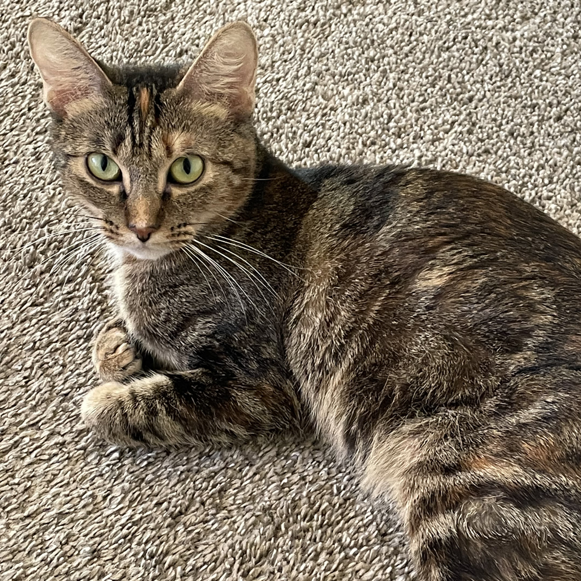 Rosabel, an adoptable Domestic Short Hair in Santa Fe, NM, 87501 | Photo Image 1