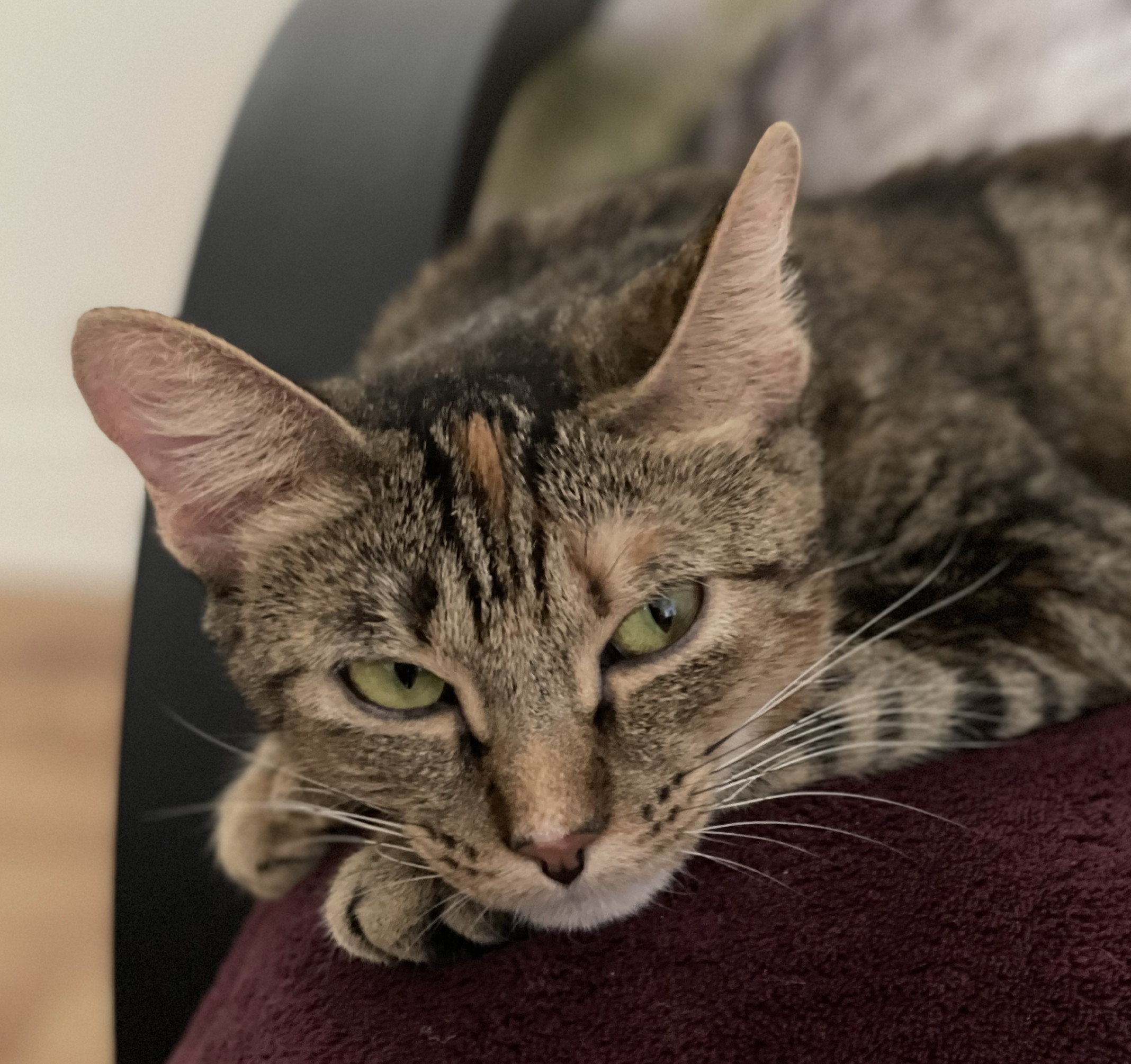 Rosabel, an adoptable Domestic Short Hair in Santa Fe, NM, 87501 | Photo Image 2