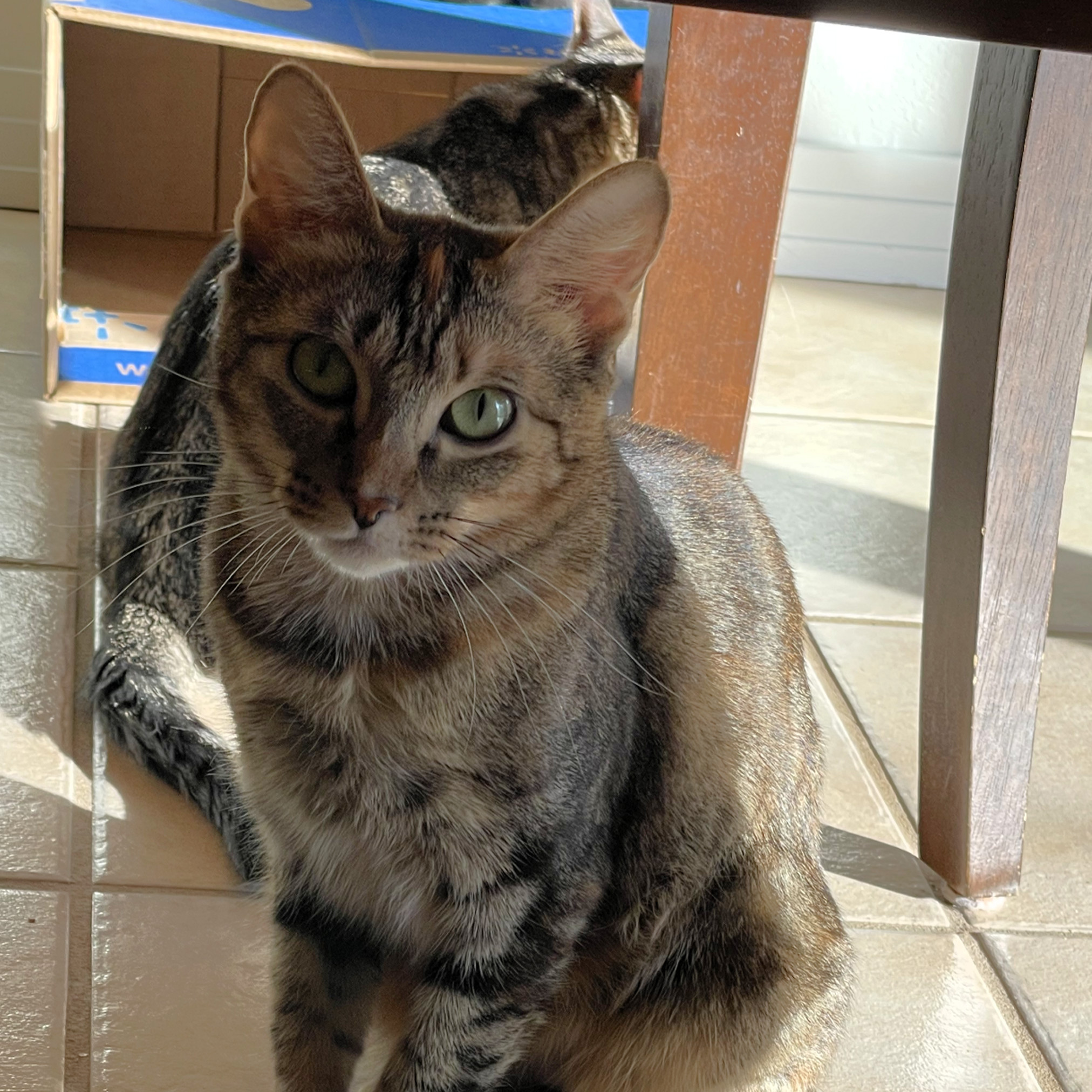 Rosabel, an adoptable Domestic Short Hair in Santa Fe, NM, 87501 | Photo Image 3