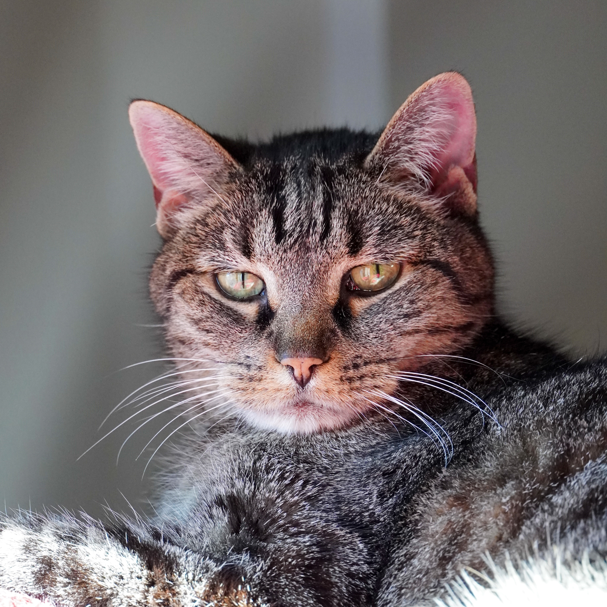 Gypsy, an adoptable Domestic Short Hair in Santa Fe, NM, 87501 | Photo Image 2