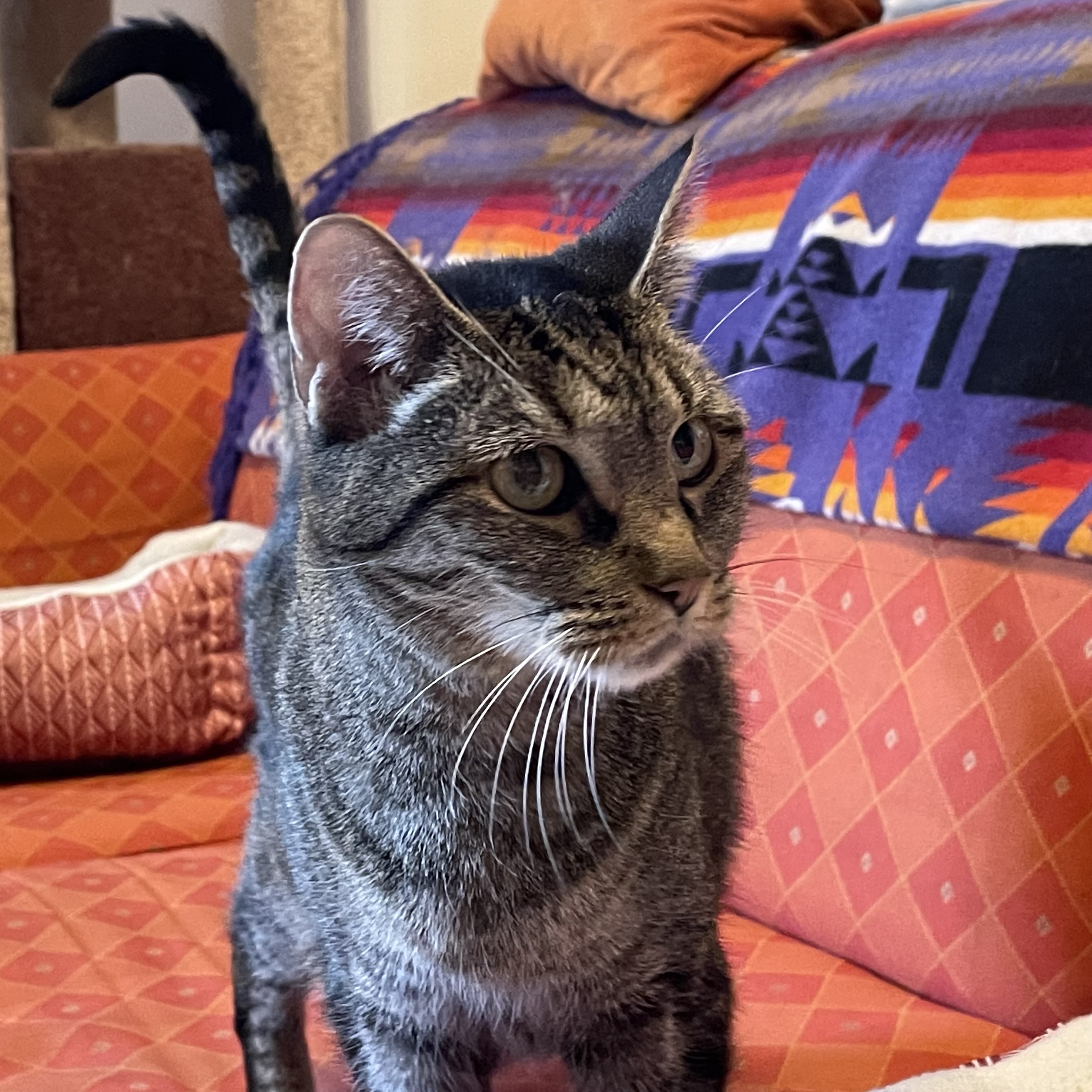 Gypsy, an adoptable Domestic Short Hair in Santa Fe, NM, 87501 | Photo Image 1