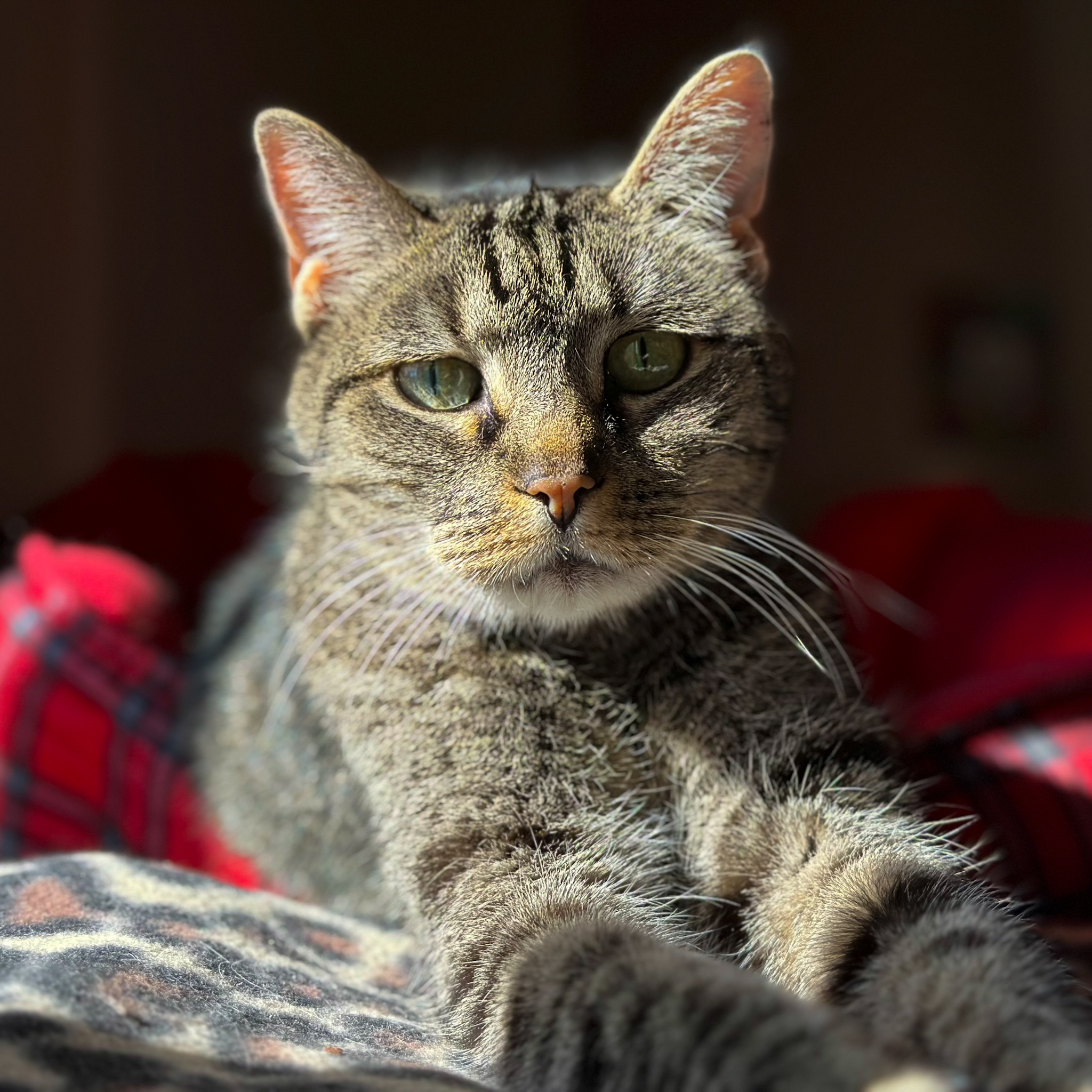 Gypsy, an adoptable Domestic Short Hair in Santa Fe, NM, 87501 | Photo Image 3