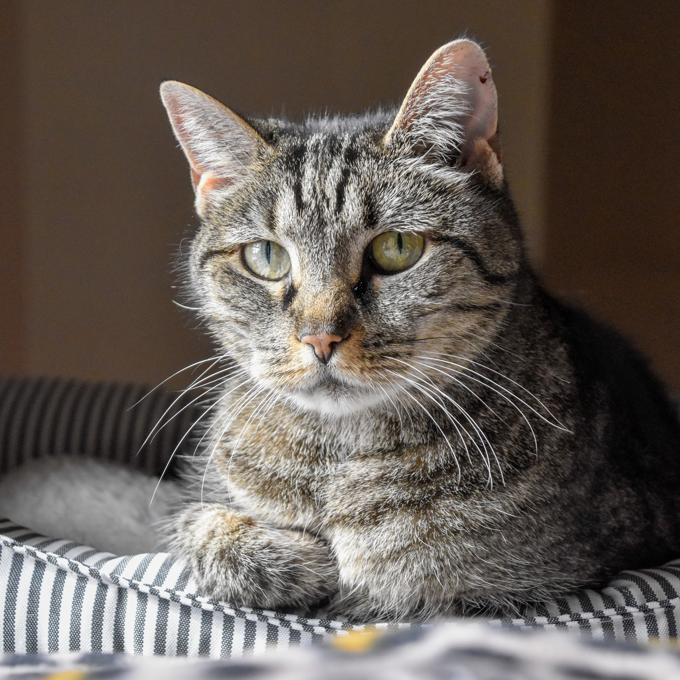 Gypsy, an adoptable Domestic Short Hair in Santa Fe, NM, 87501 | Photo Image 4