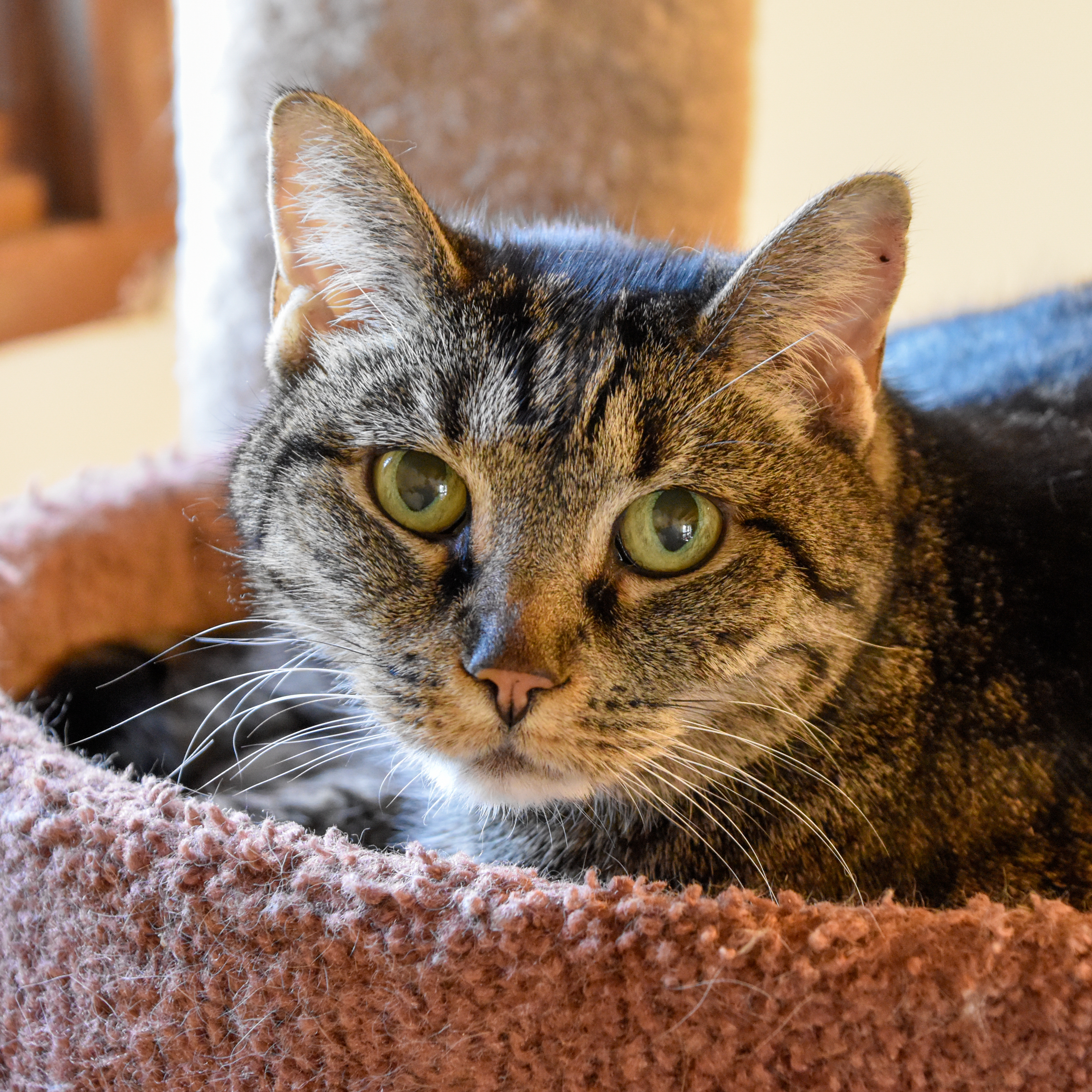 Gypsy, an adoptable Domestic Short Hair in Santa Fe, NM, 87501 | Photo Image 5