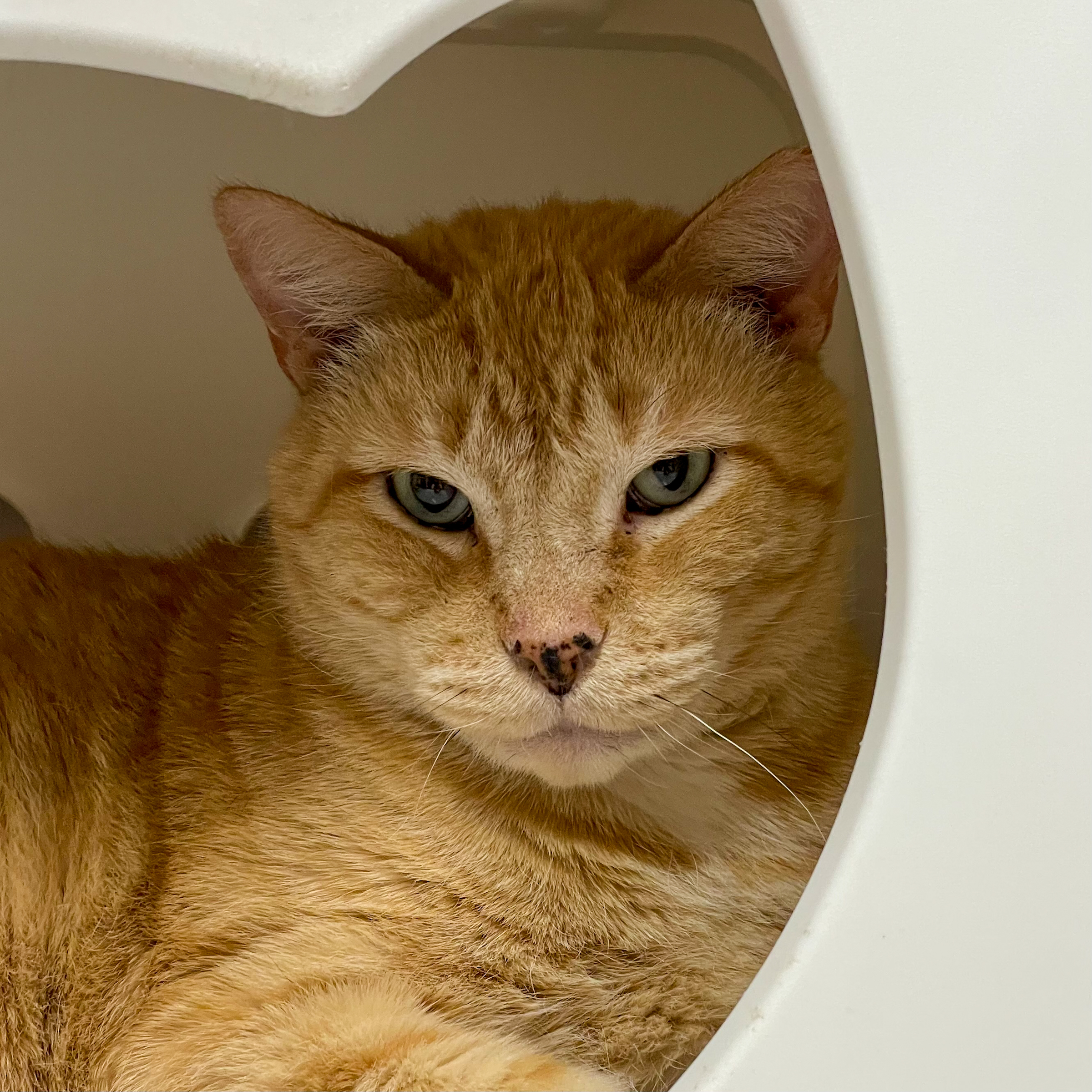 Clancy, an adoptable Domestic Short Hair in Santa Fe, NM, 87501 | Photo Image 1