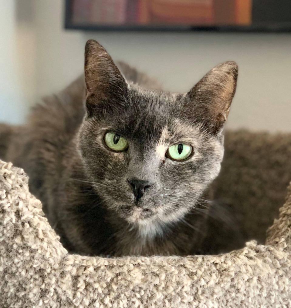 Soulay [Permanent Foster], an adoptable Domestic Short Hair in Santa Fe, NM, 87501 | Photo Image 1