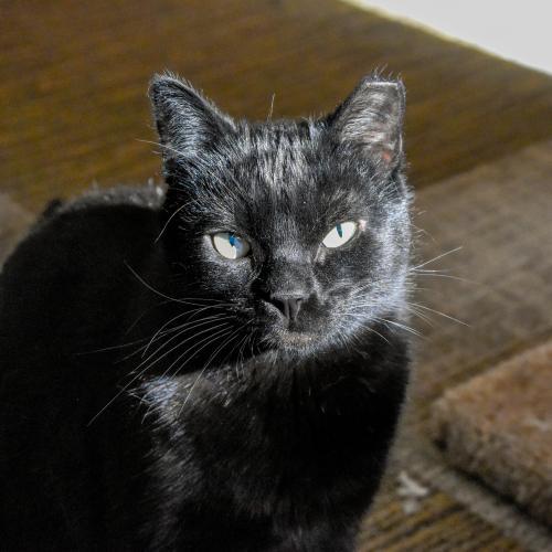 Yakko (El Medio 1), an adoptable Domestic Short Hair in Santa Fe, NM, 87501 | Photo Image 1