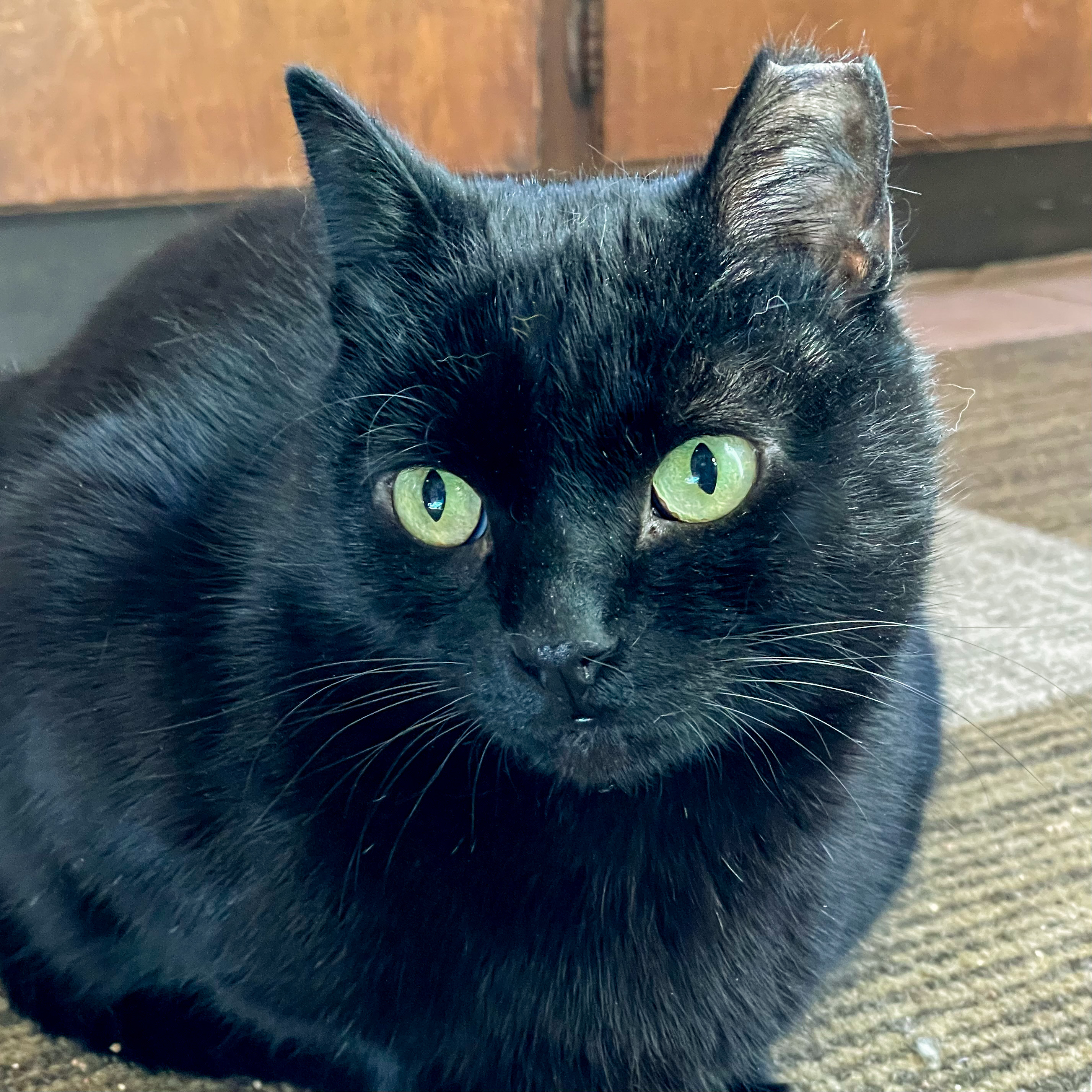 Yakko (El Medio 1), an adoptable Domestic Short Hair in Santa Fe, NM, 87501 | Photo Image 2