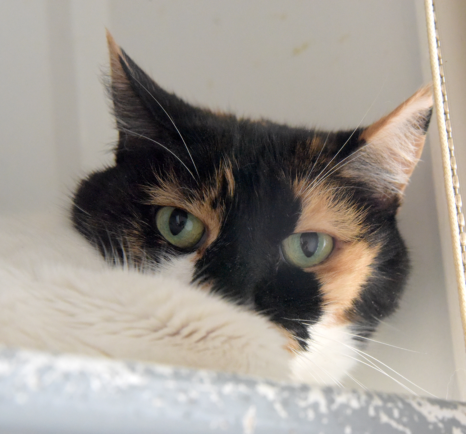 Marcie [Permanent Foster], an adoptable Domestic Short Hair in Santa Fe, NM, 87501 | Photo Image 1