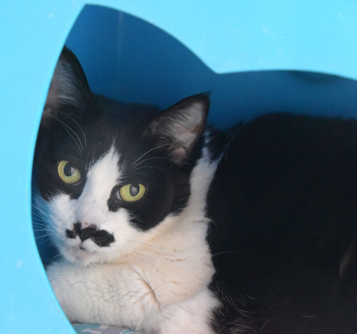 Dana [Permanent Foster], an adoptable Domestic Short Hair in Santa Fe, NM, 87501 | Photo Image 1