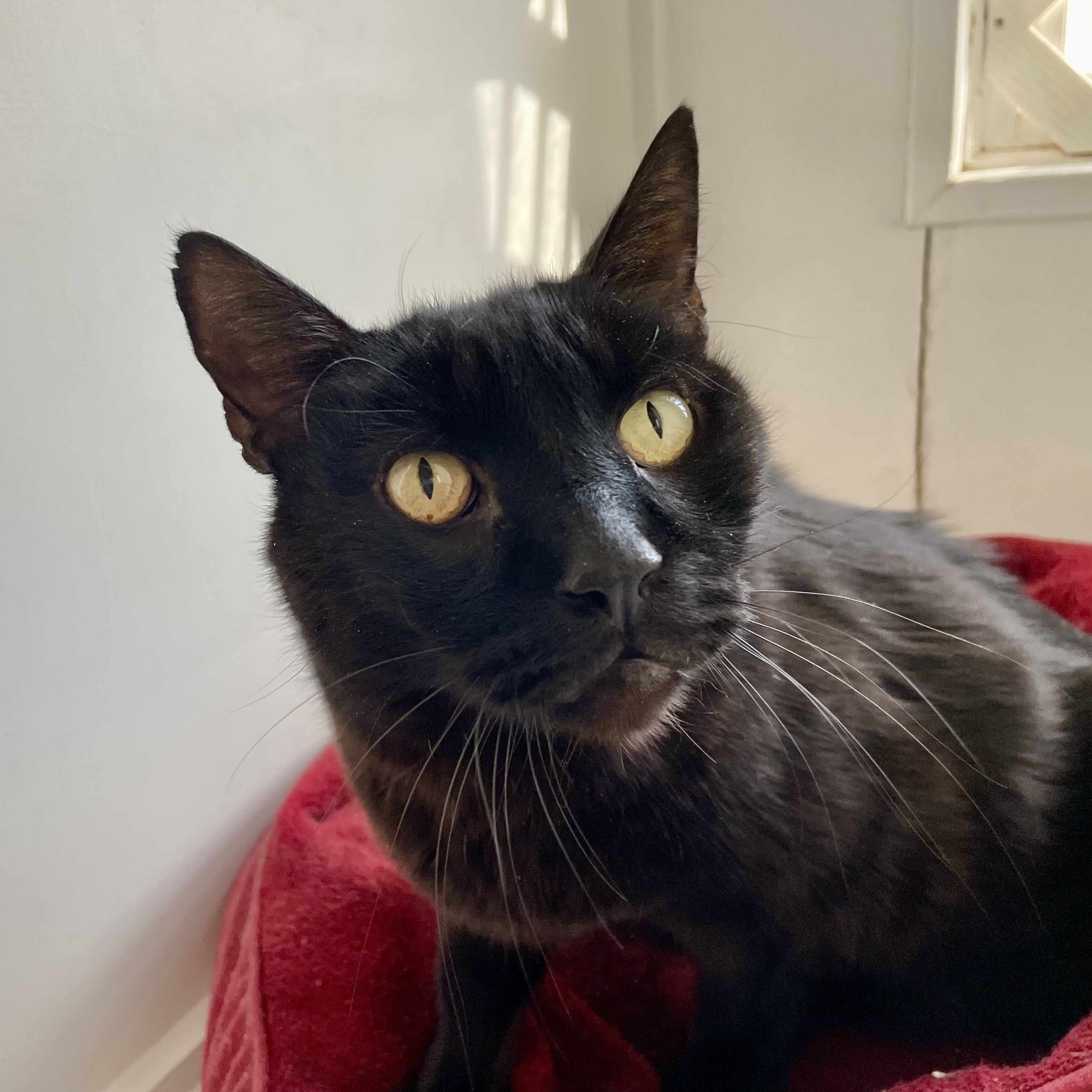 Blackie [Permanent Foster], an adoptable Domestic Short Hair in Santa Fe, NM, 87501 | Photo Image 1