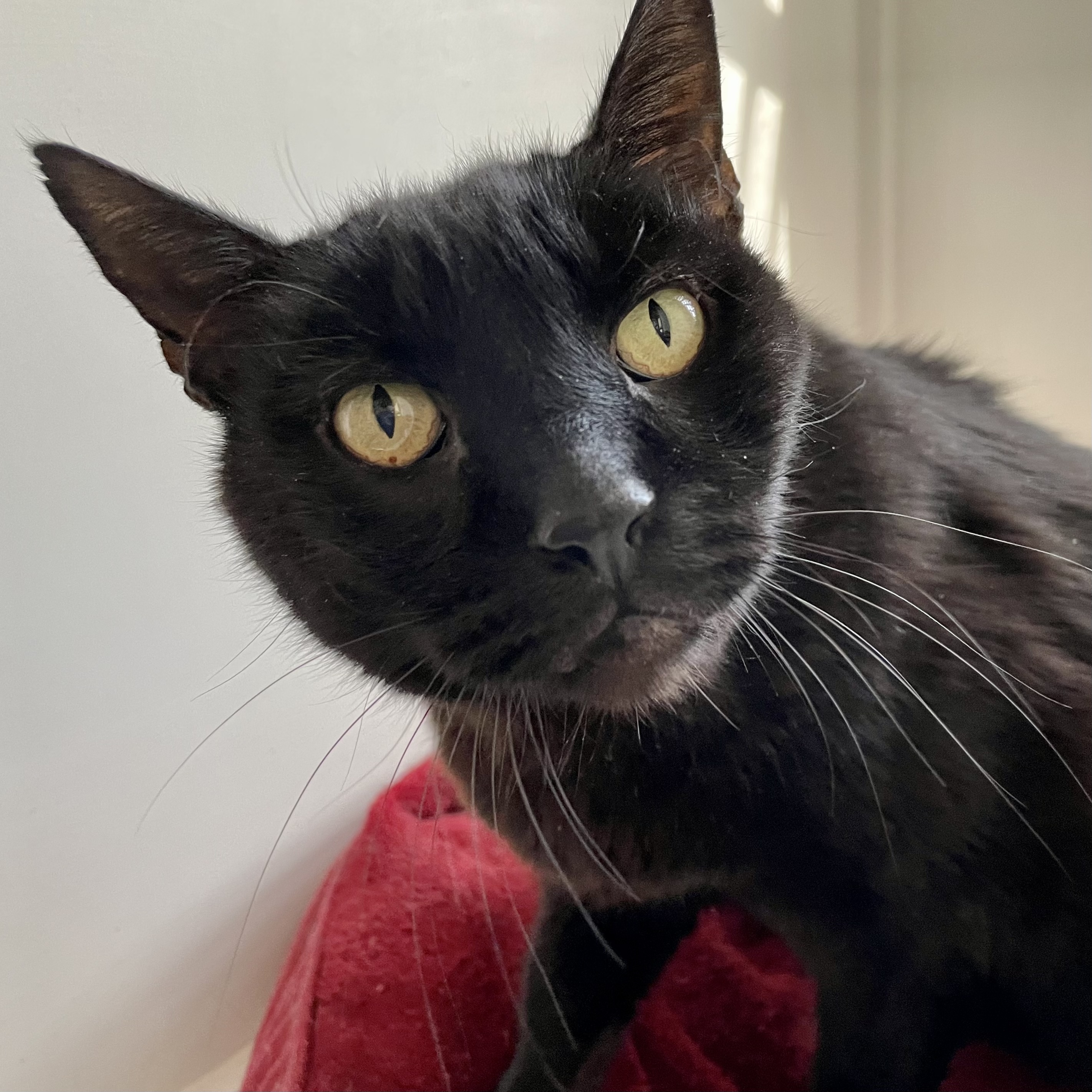 Blackie [Permanent Foster], an adoptable Domestic Short Hair in Santa Fe, NM, 87501 | Photo Image 2