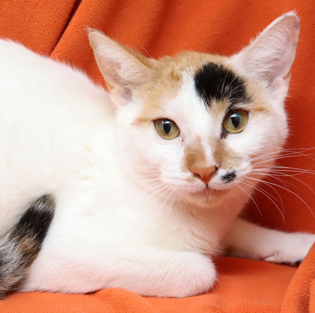 Dinah, an adoptable Calico in Tierra Verde, FL, 33715 | Photo Image 1