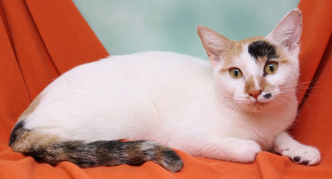 Dinah, an adoptable Calico in Tierra Verde, FL, 33715 | Photo Image 2