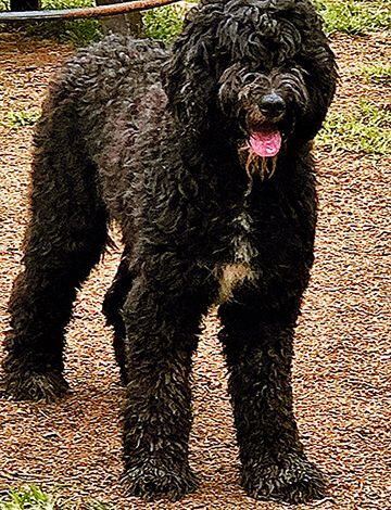 All discount black bernedoodle