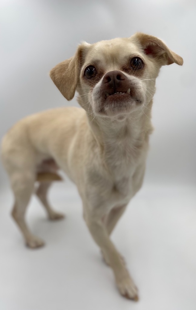 Kirt, an adoptable Mixed Breed in Thousand Oaks, CA, 91360 | Photo Image 1