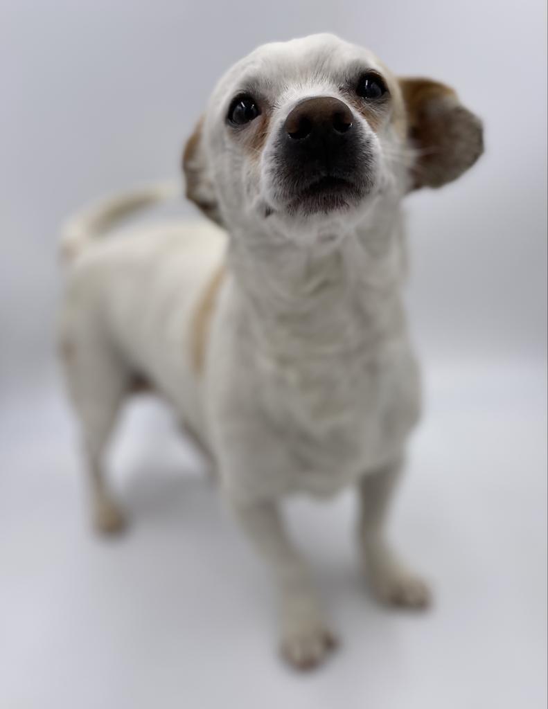 Doofas, an adoptable Mixed Breed in Thousand Oaks, CA, 91360 | Photo Image 1