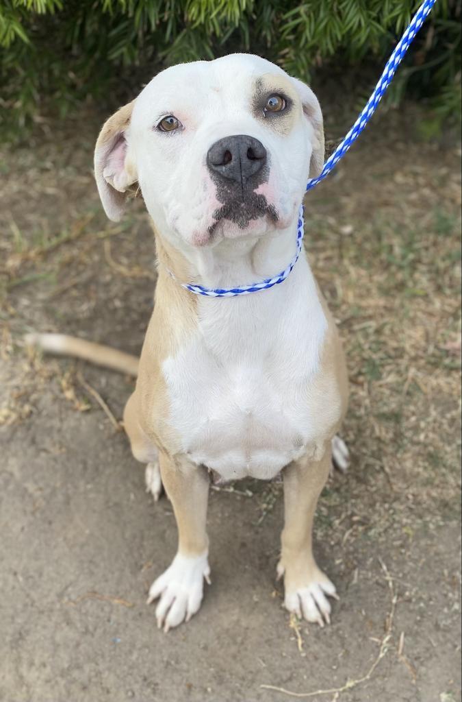 Riven, an adoptable Mixed Breed in Thousand Oaks, CA, 91360 | Photo Image 1