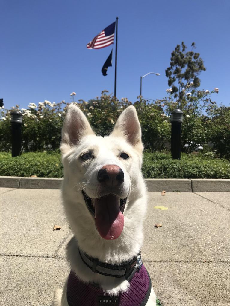 Marisol, an adoptable Mixed Breed in Thousand Oaks, CA, 91360 | Photo Image 1