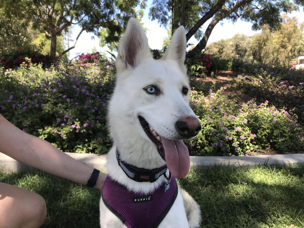 Marisol, an adoptable Mixed Breed in Thousand Oaks, CA, 91360 | Photo Image 3