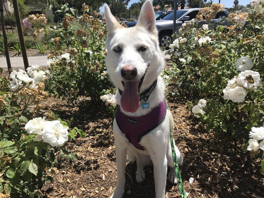 Marisol, an adoptable Mixed Breed in Thousand Oaks, CA, 91360 | Photo Image 4