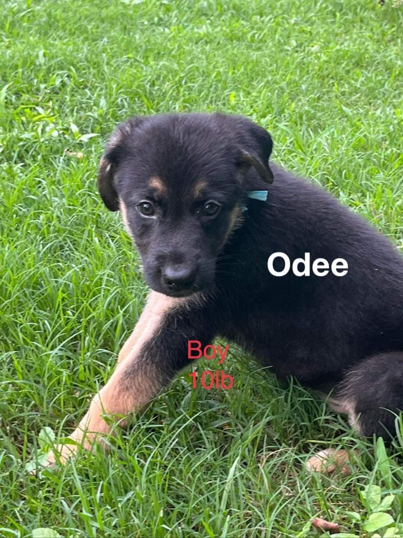 Odee