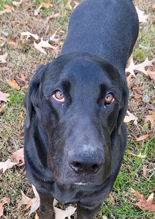 Pepper #18, an adoptable Black Labrador Retriever, Bloodhound in Killingworth, CT, 06419 | Photo Image 2