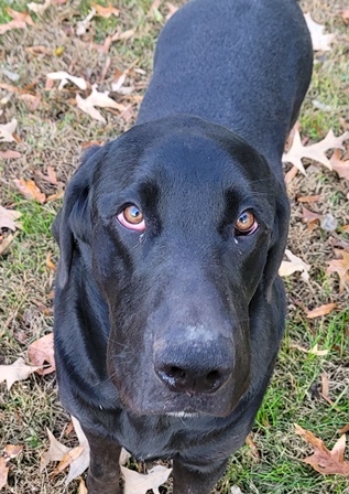 Bloodhound chocolate lab sales mix