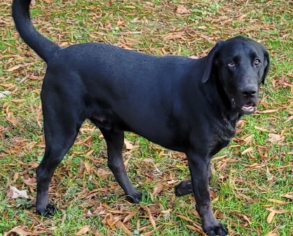 Black lab clearance bloodhound mix