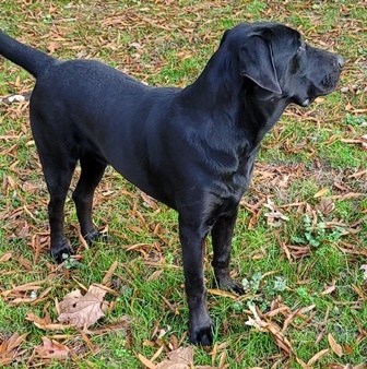 Pepper #18, an adoptable Black Labrador Retriever, Bloodhound in Killingworth, CT, 06419 | Photo Image 4