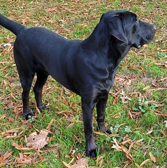 Bloodhound lab mix hot sale puppies for sale