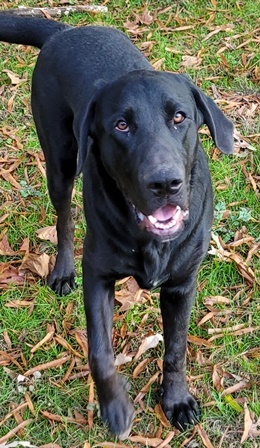 Bloodhound chocolate lab store mix