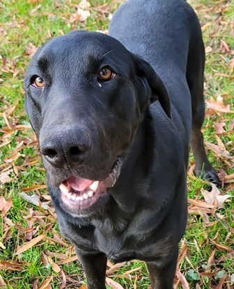 Hound and hot sale black lab mix